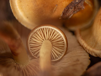 Close-up of mushrooms