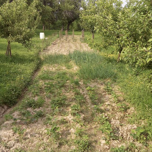 View of trees on field