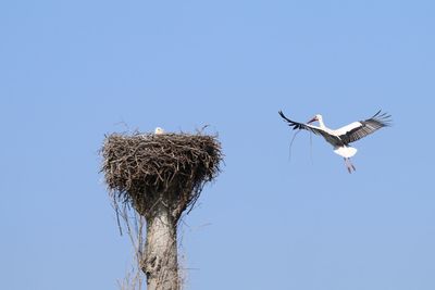 Low angle view of stork flying by nest against clear blue sky