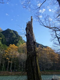 Trees in park against sky