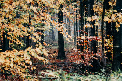 Plants growing on land during autumn