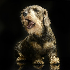 Close-up of dog