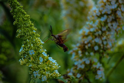 Close-up of insect on flower