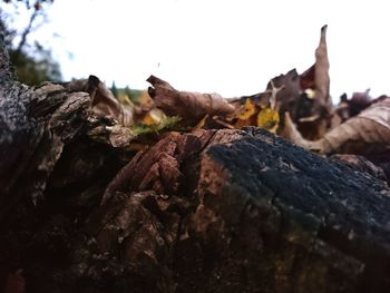 Low angle view of sheep on rock against clear sky