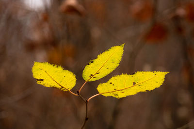 Close-up of dry leaf