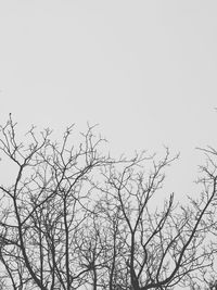 Low angle view of bare tree against clear sky