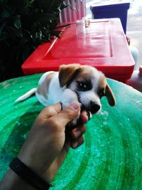 Portrait of man holding puppy