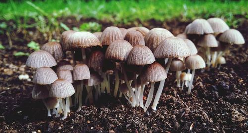 Mushrooms growing in forest