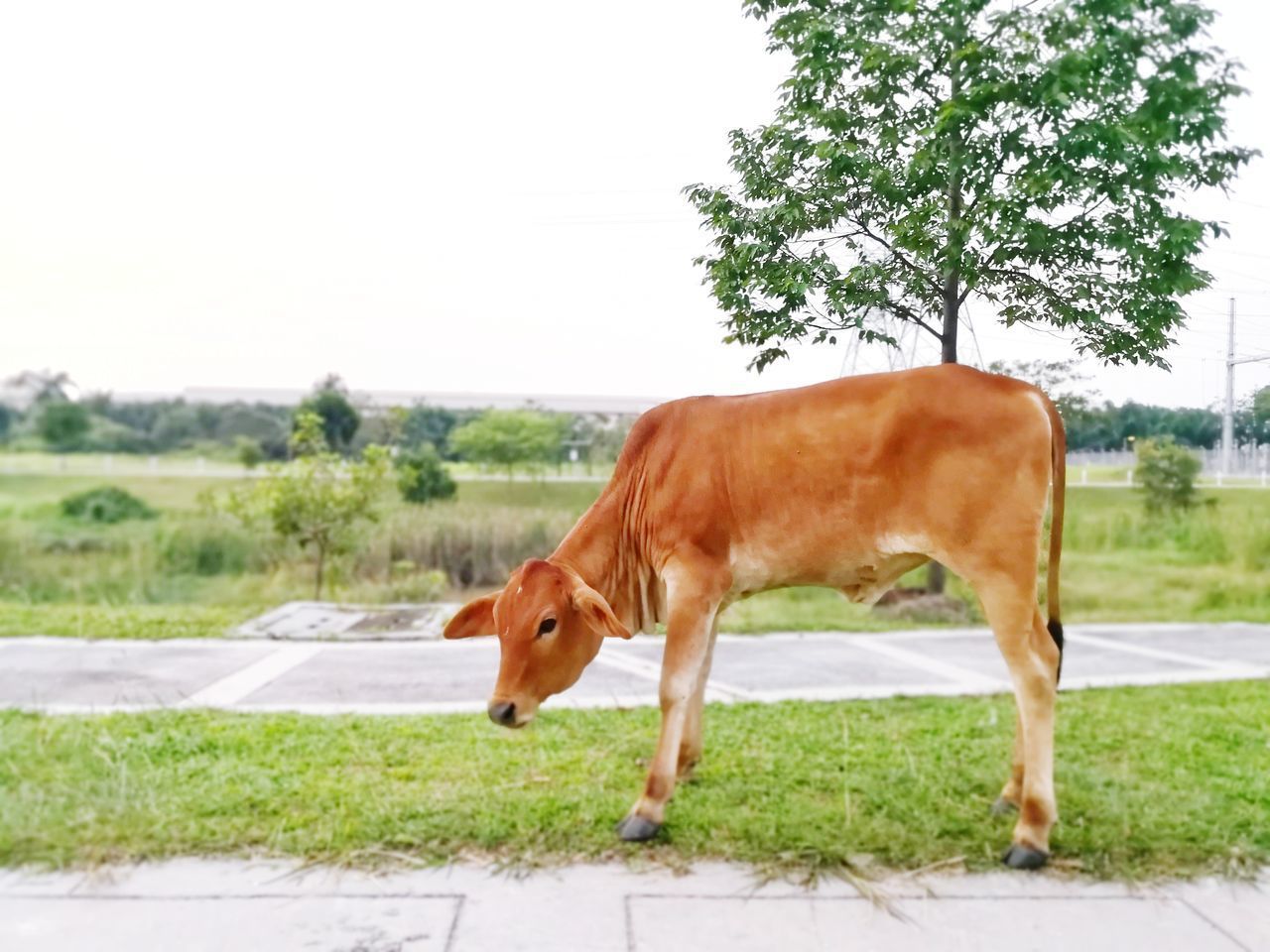 HORSE STANDING ON FIELD