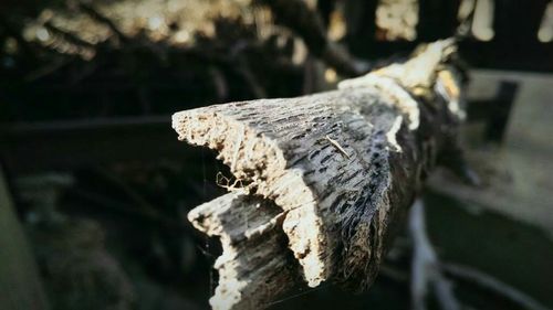 Close-up of wooden log on tree trunk