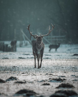 Deer standing on ground during winter