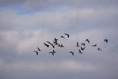 Low angle view of birds flying against sky