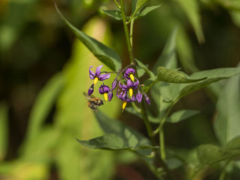 Close-up of insect on purple flowering plant