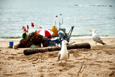 Seagulls on beach