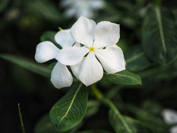 Close-up of white flowers blooming outdoors