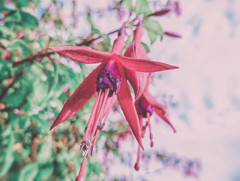 Close-up of red flowers growing on plant