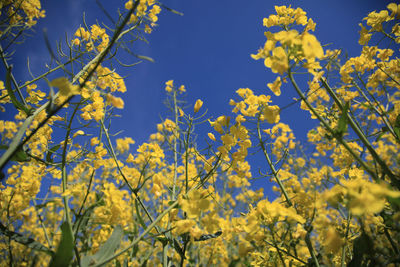 Close-up of yellow flowering plants in field