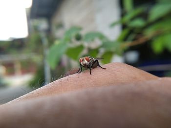 Close-up of insect on hand