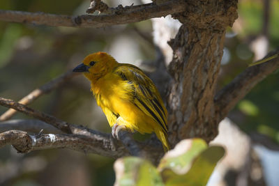 Close-up of bird perching on branch