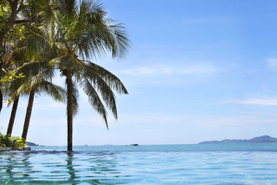 Palm tree by sea against sky