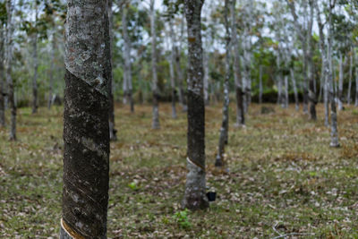 Trees in forest