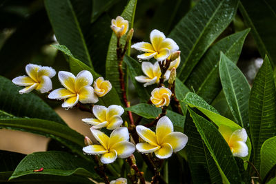 Close-up of yellow flowering plant