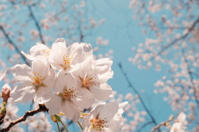 White apple blossoms in spring