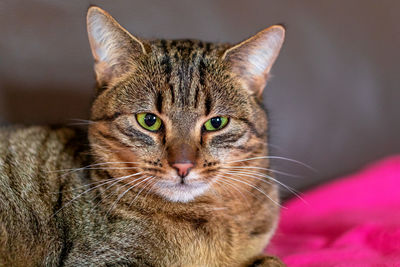 Portrait of a gray-striped cat with a peach tint with green eyes.