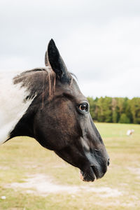 Close-up of a horse on field