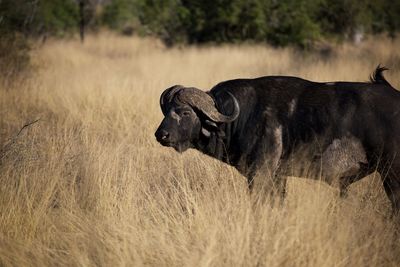 Wild cape buffalo in south africa