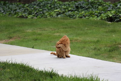 Ginger cat grooming on walkway amidst field