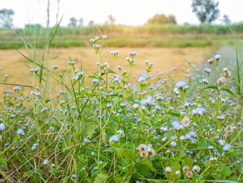 Close-up of flowering plants on field