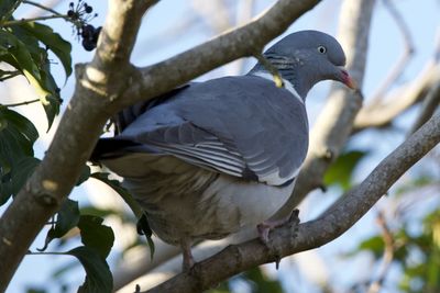 Low angle view of bird perching on branch