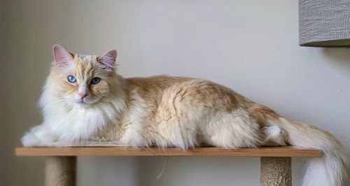 Close-up of a ragdoll cat.