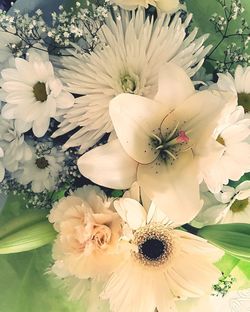 Close-up of white flowers blooming outdoors