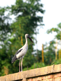 Bird perching on retaining wall