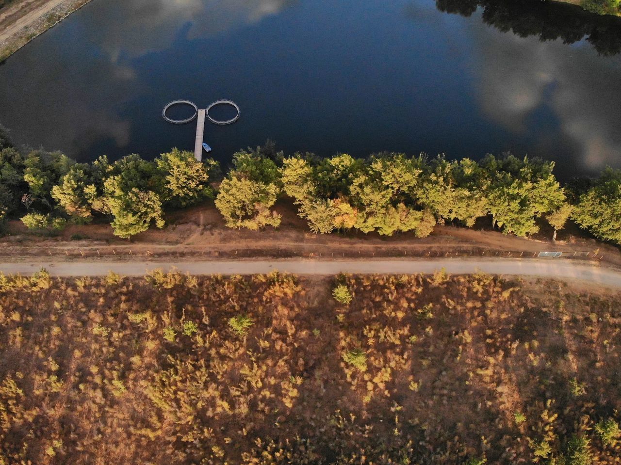 TREES AND PLANTS GROWING ON ROAD