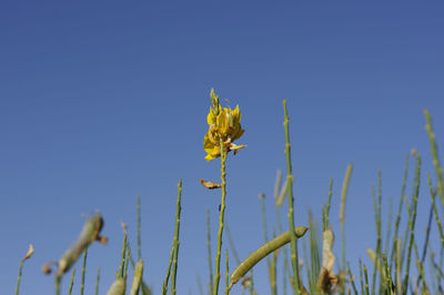 Close-up of yellow flowering plant against clear blue sky