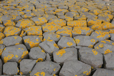 High angle view of yellow flowers on footpath