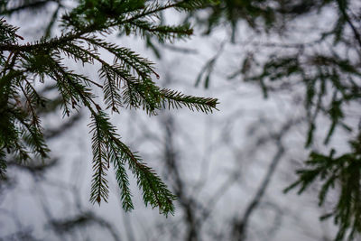 Low angle view of pine tree branch during winter
