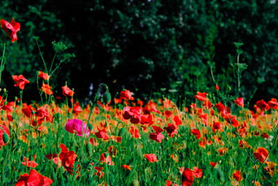 Close-up of red flowering plants on field