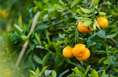 Close-up of orange growing on tree