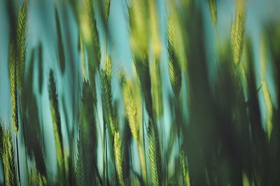 Close-up of grass growing on field