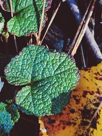 Close-up of plants