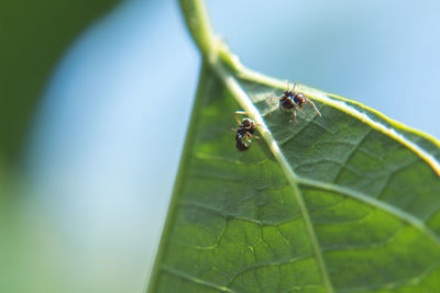 Close-up of insect on leaf