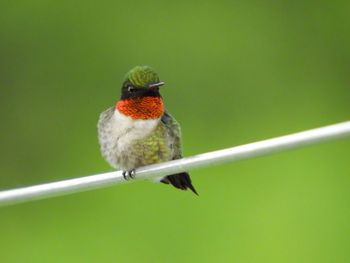 Close-up of bird perching on twig