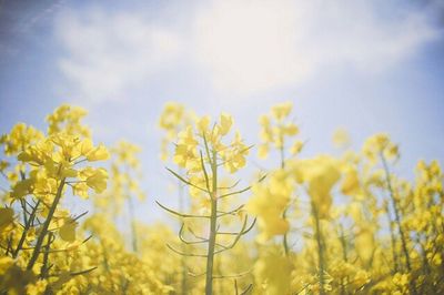 Yellow flowers growing on field