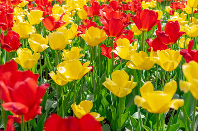 Close-up of yellow tulips in field