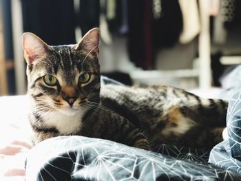 Close-up of cat lying on bed