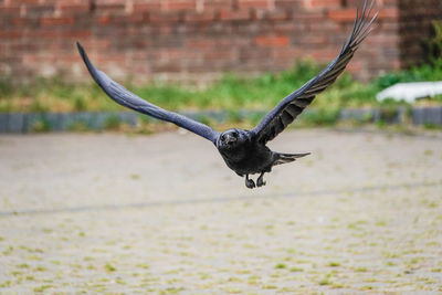 Bird flying over a field